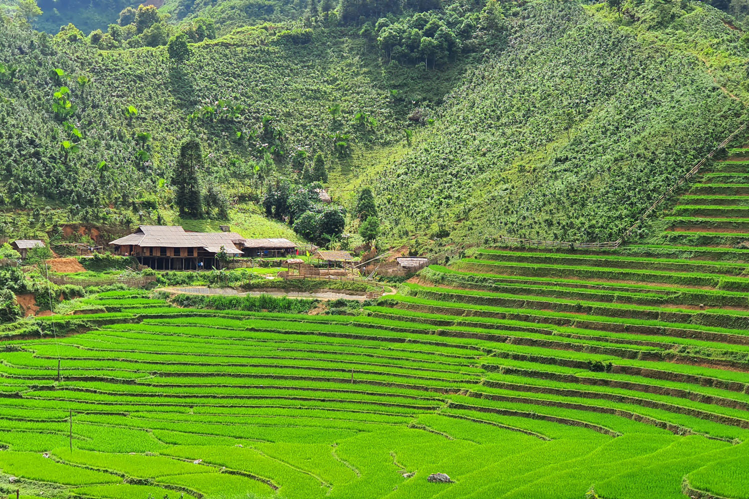 Bản Liền Pine Homestay | Bắc Hà - Kỳ Diệu Cao Nguyên Trắng