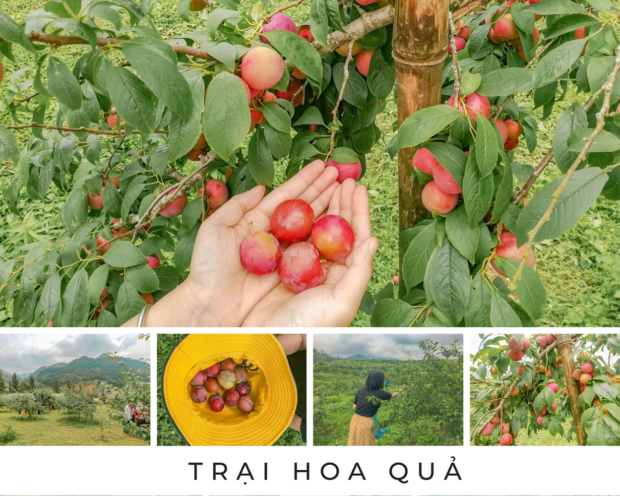 Trần Hằng – Hà Nội