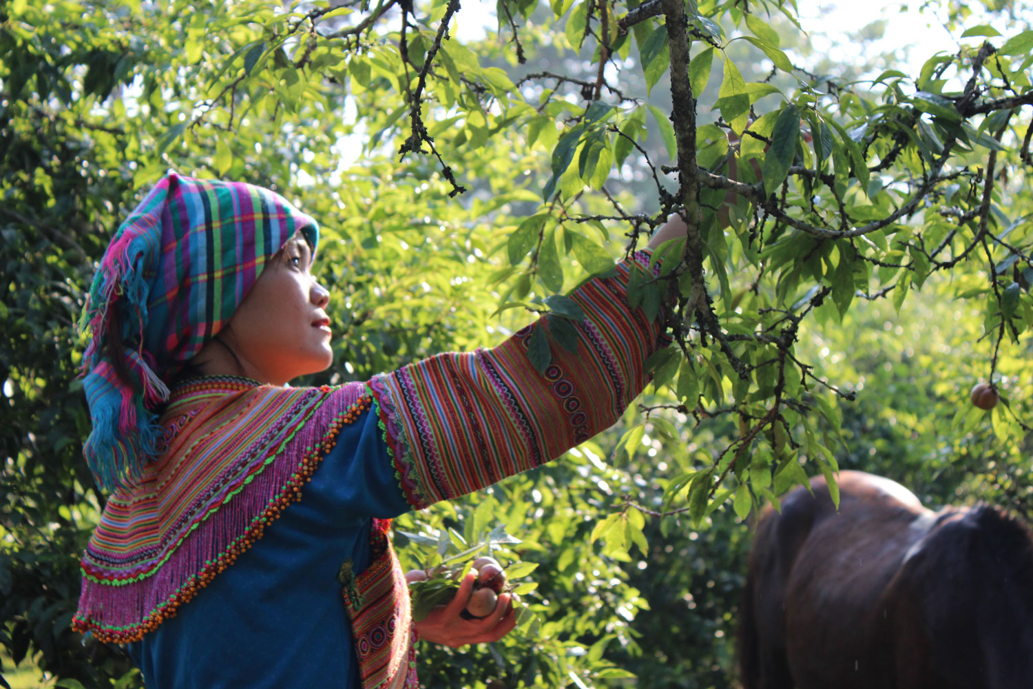 Mùa mận chín