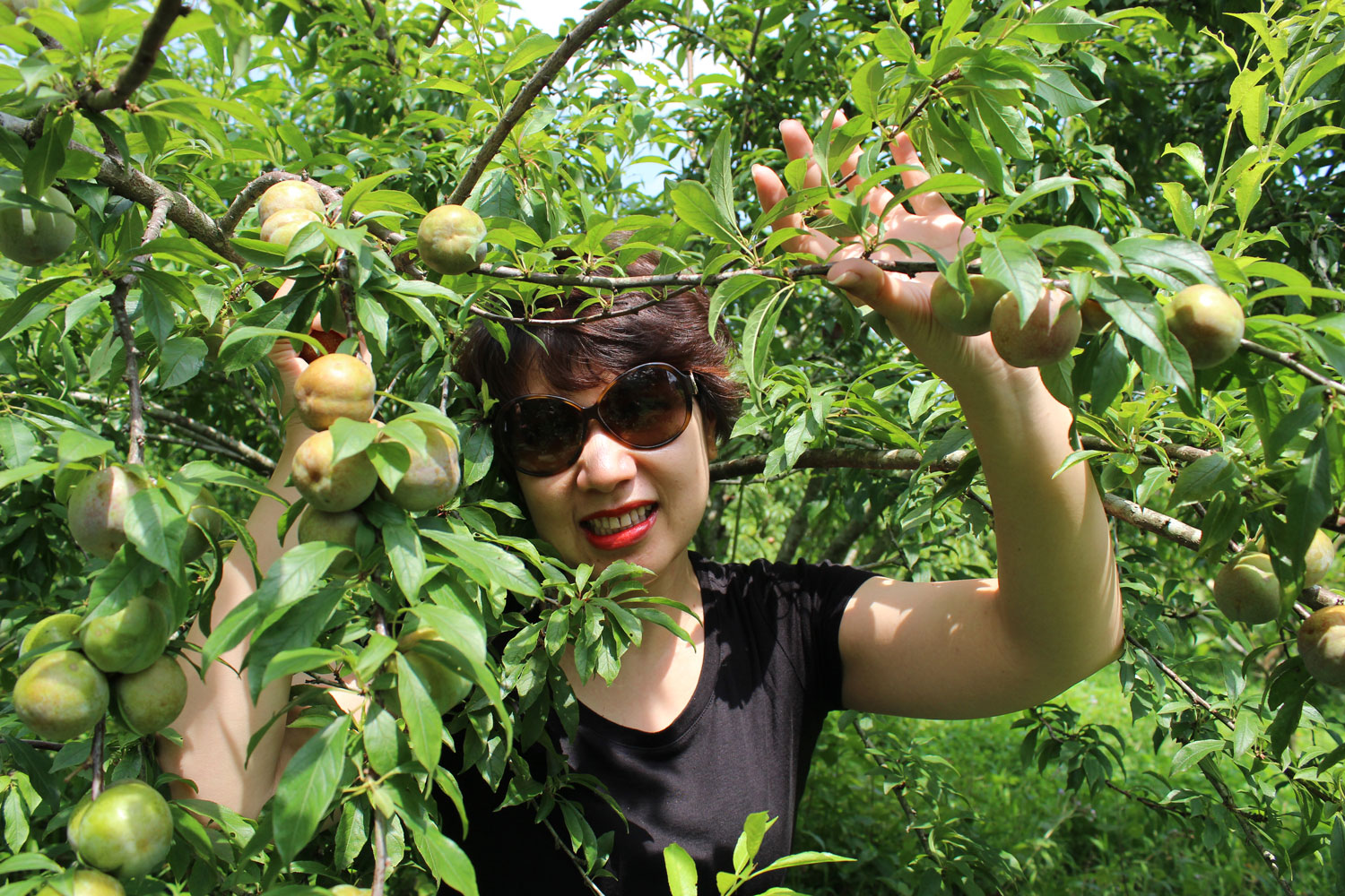 Mùa mận chín
