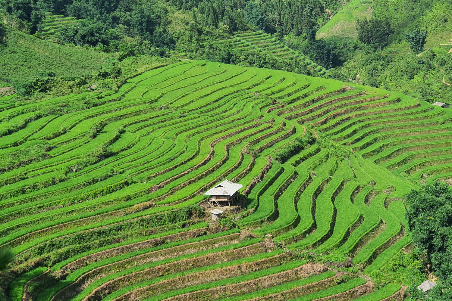 Mùa nước đổ và lúa non