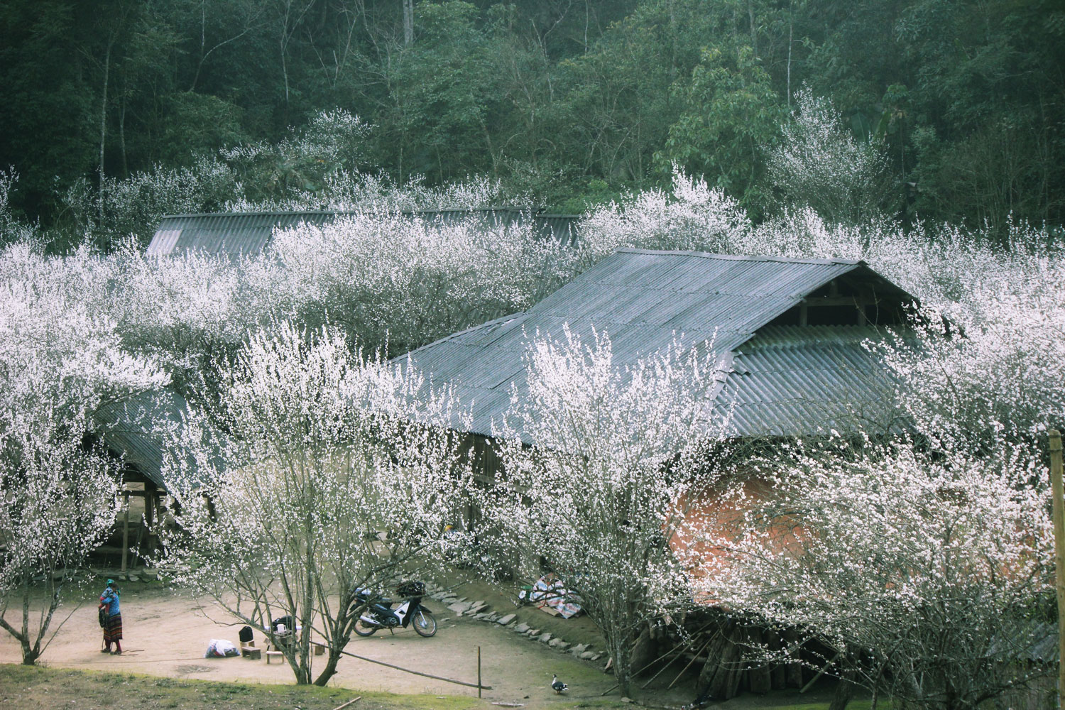 Mùa hoa mận