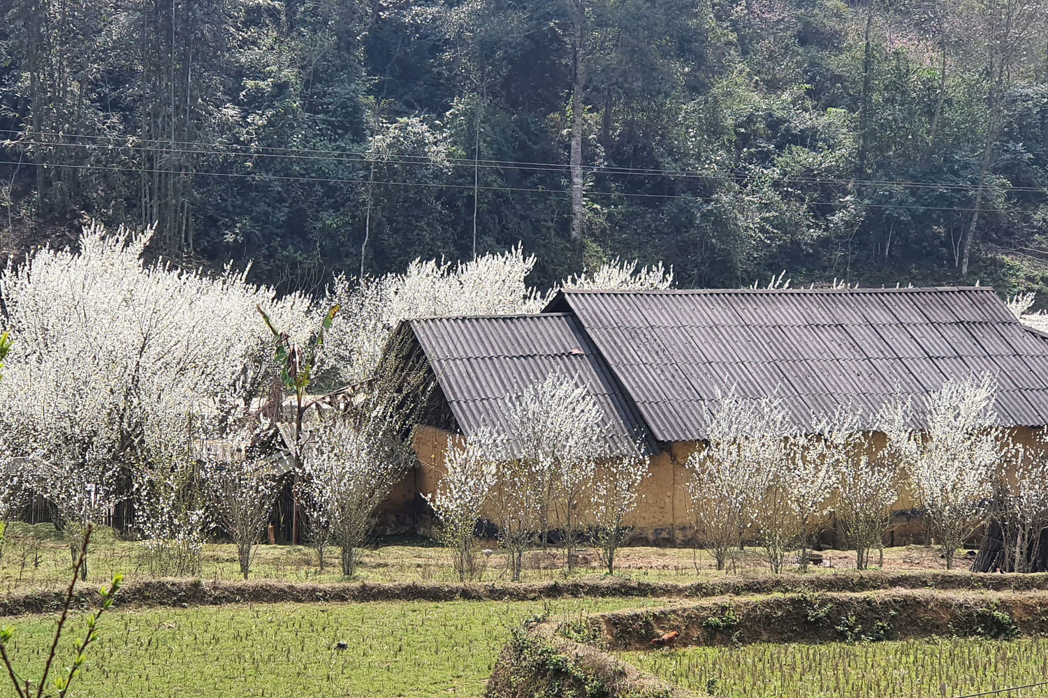 Mùa hoa mận