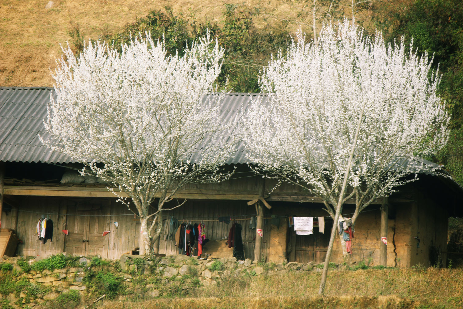 Mùa hoa mận