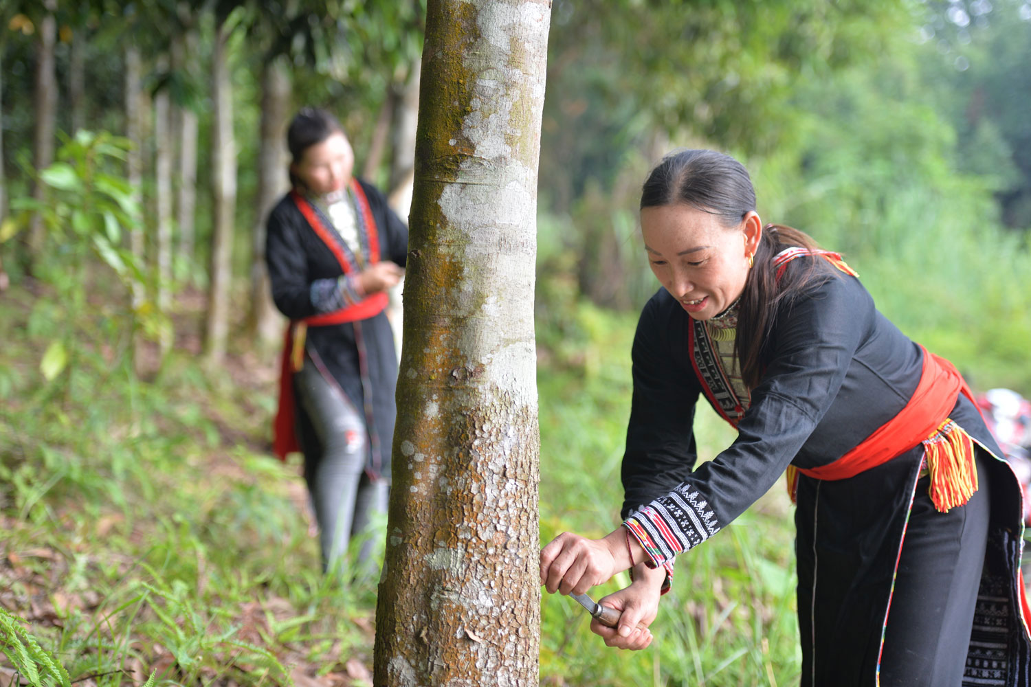 Xuống chợ Cốc Ly - Ngắm cây ngàn tuổi